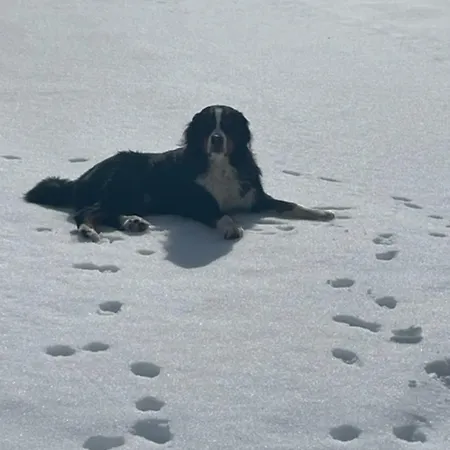 Bernhardiner * Nauders