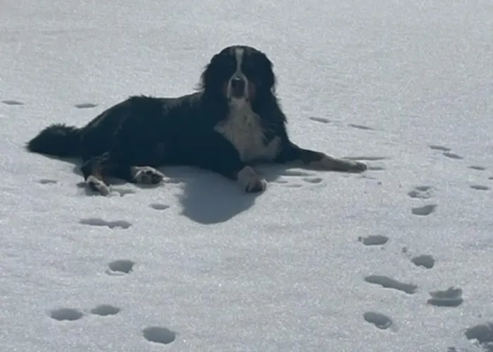 Bernhardiner * Nauders